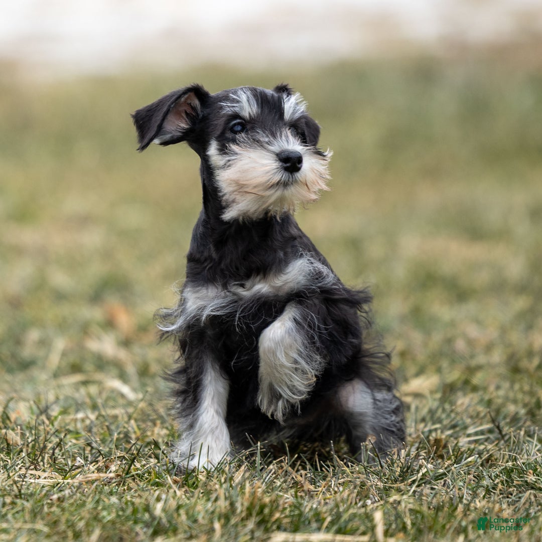 Miniature Schnauzer dogs for sale: Yetta - Ad 2