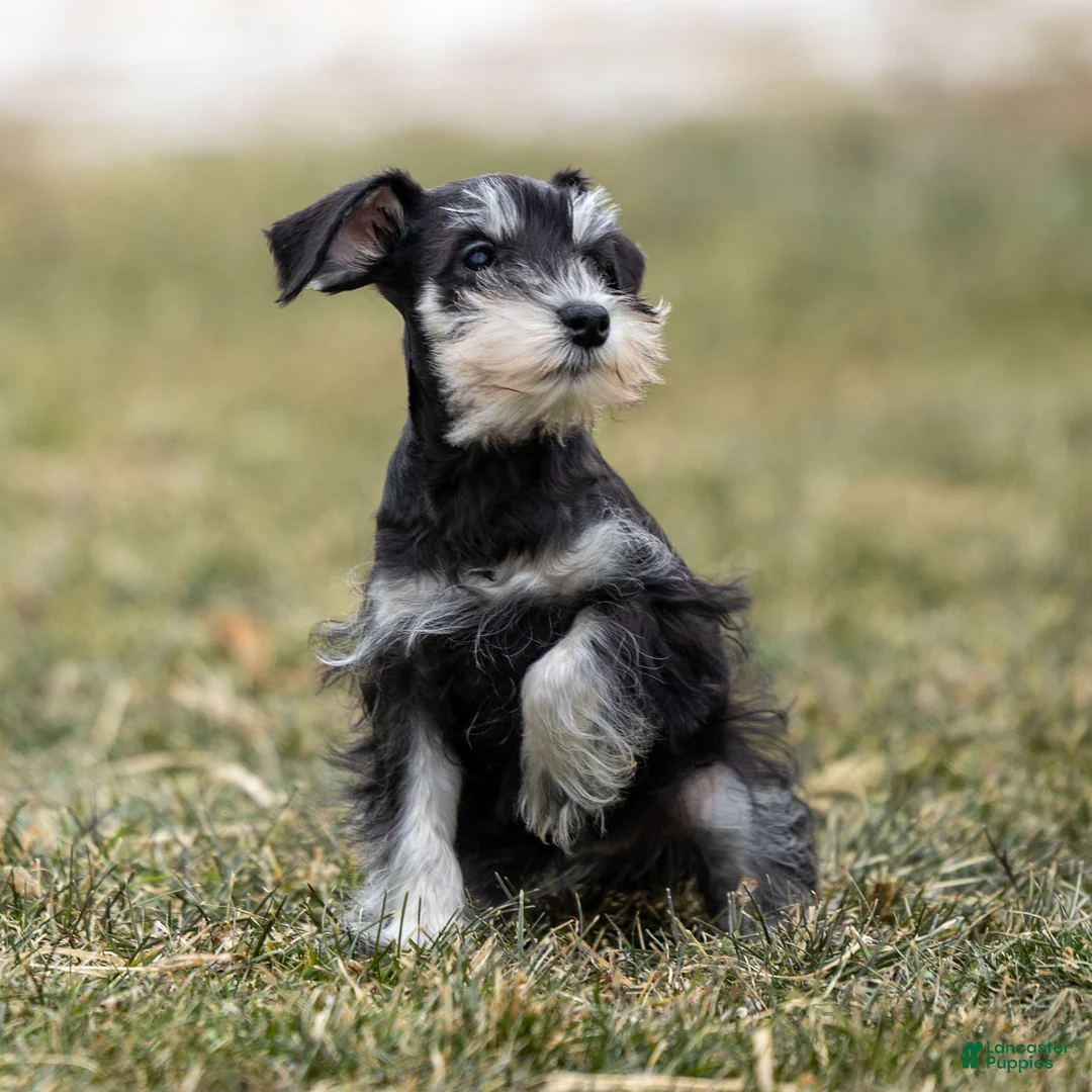 Miniature Schnauzer dogs for sale: Yetta - Ad 2