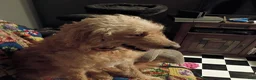 Goldendoodle dogs for sale: 🩵 light blue  - Ad 12