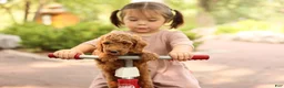 Mini Goldendoodle dogs for sale: Coleman - Ad 3
