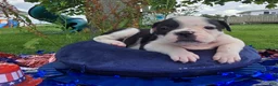 Olde English Bulldogge dogs for sale: Bonnie - Ad 10