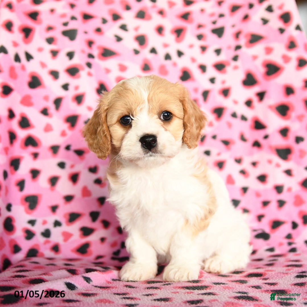 Cavachon dogs for sale: Bubbles - Ad 3