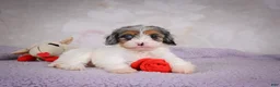 Cavapoo dogs for sale: Coco - Ad 6