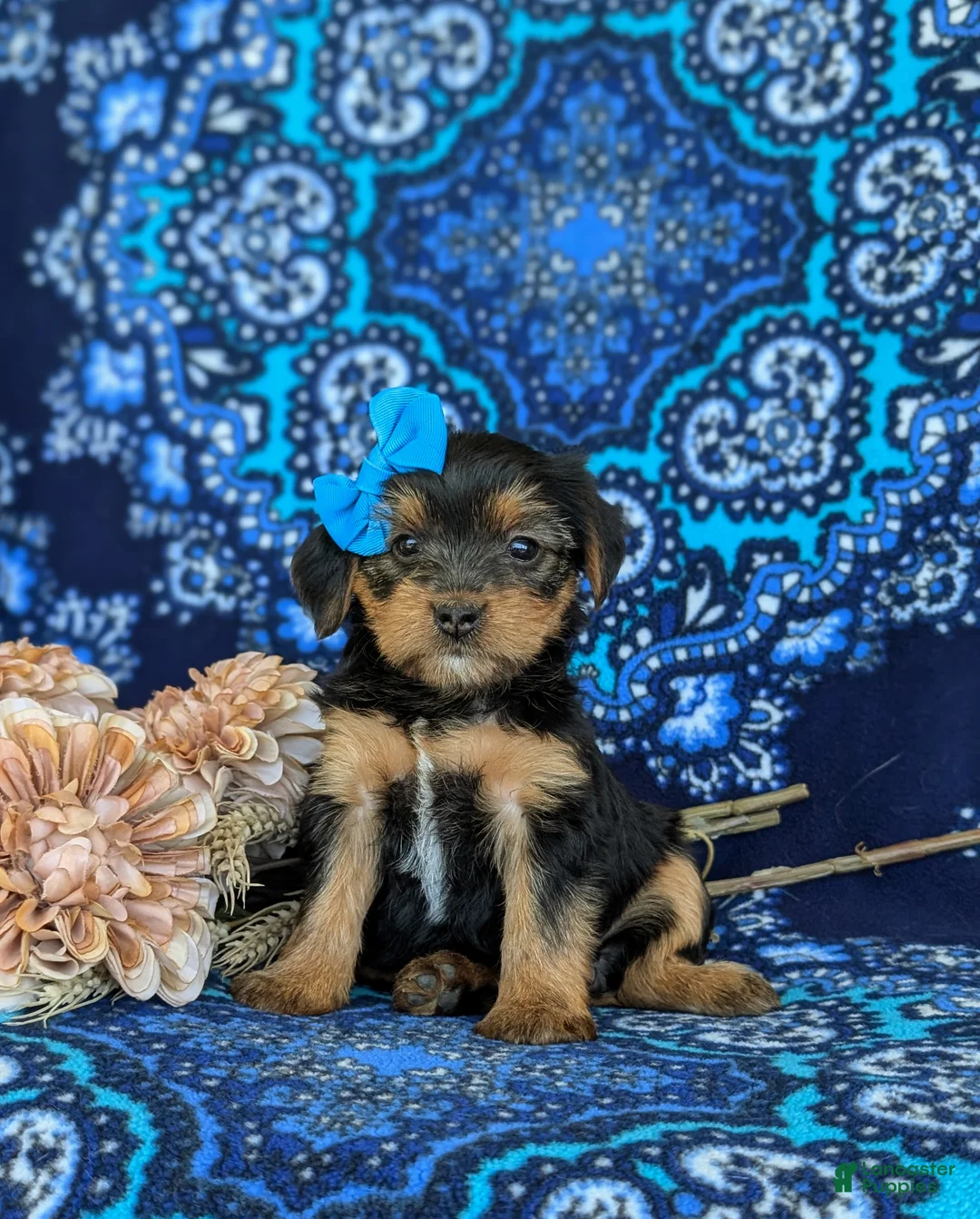 Shorkie dogs for sale: Melina 7 lbs Full Grown - Ad 2