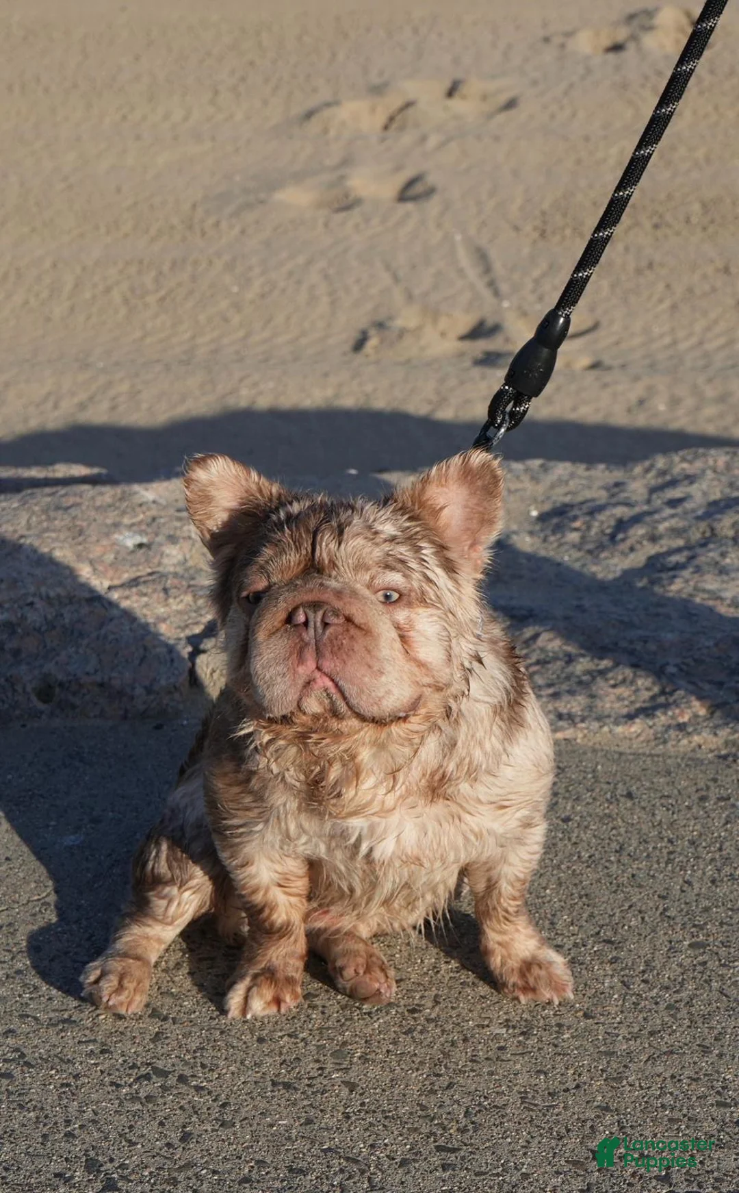 French Bulldog dogs for stud: GUCCI ( Isabella Merle fluffy big rope with c2  - Ad 2
