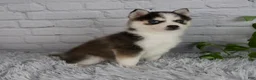 Pomsky dogs for sale: Tessa - Ad 4