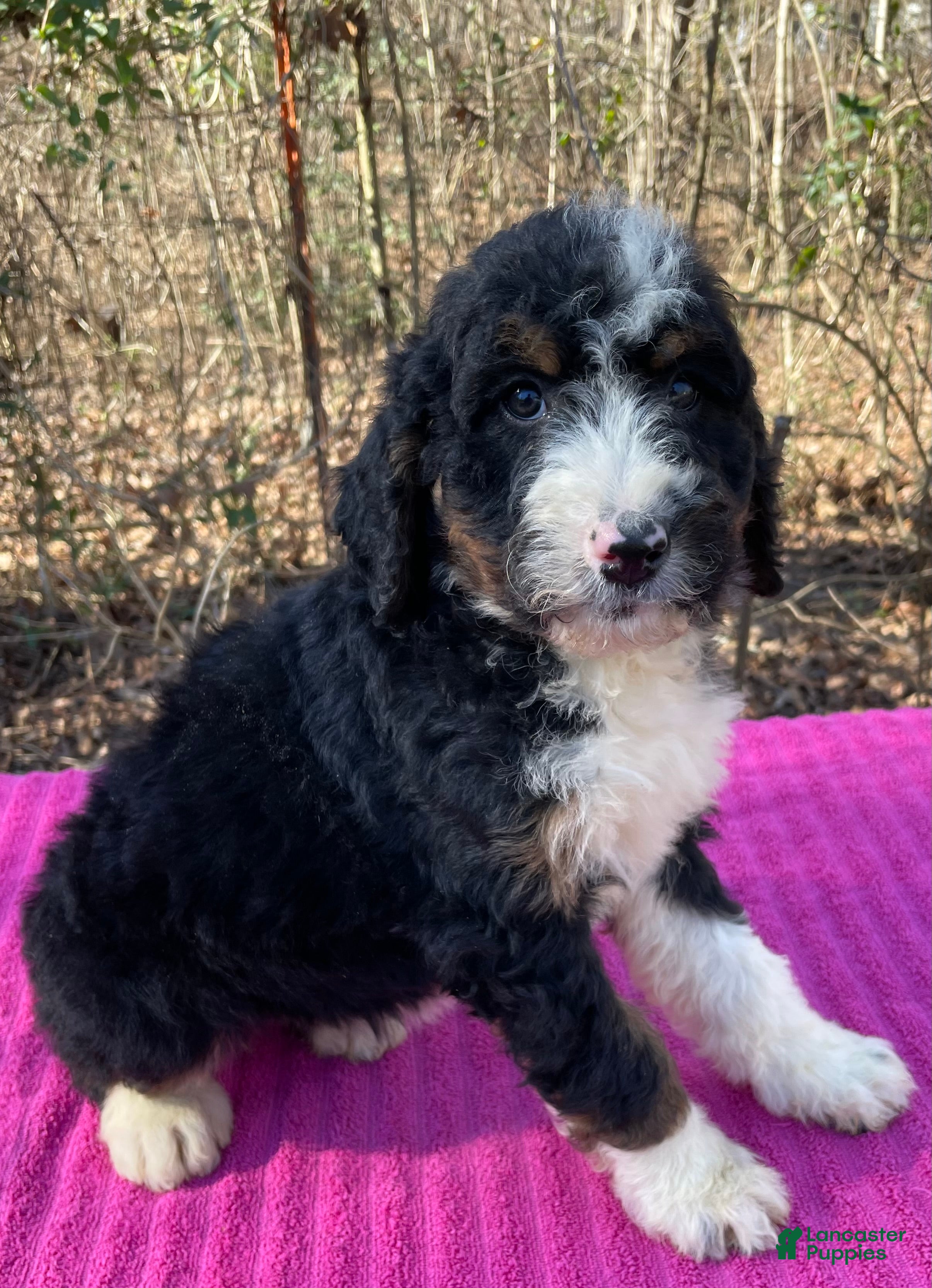 Bernedoodle dogs Leah - Ad 2