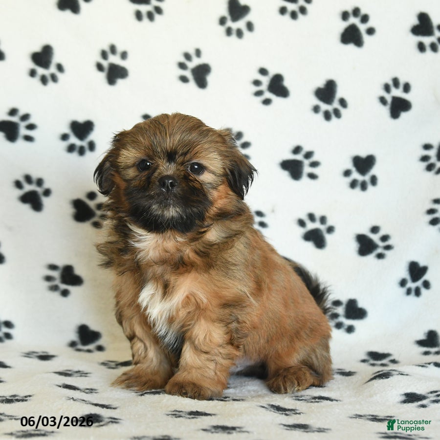 Shih Tzu dogs for sale: Tater - Ad 4