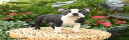 Boston Terrier dogs for sale: Bonnie - Ad 4