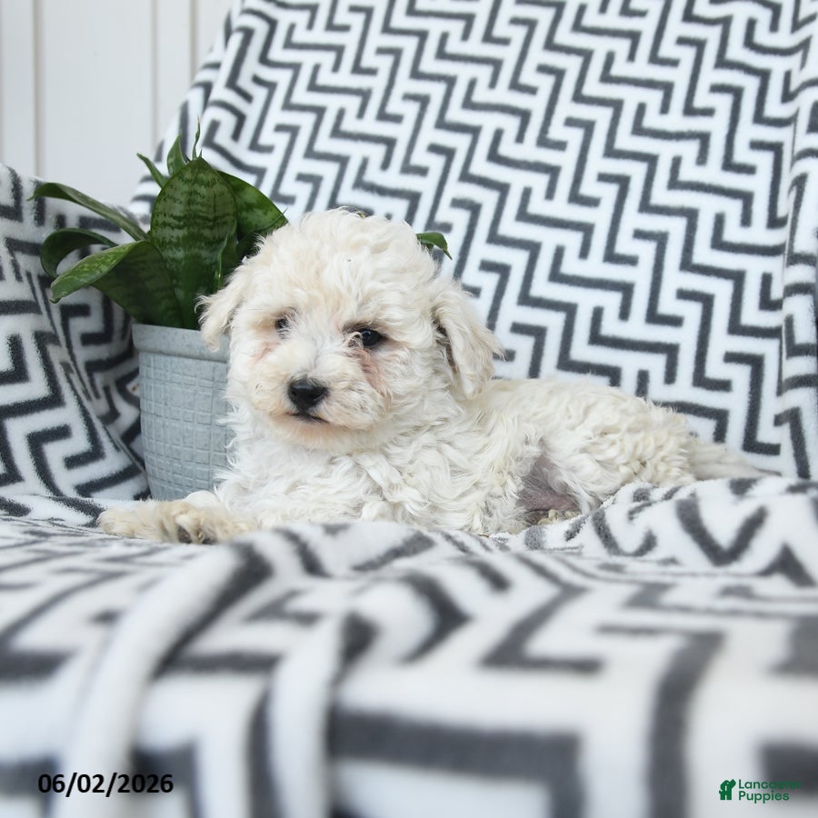 Bichpoo dogs for sale: Creampuff - Ad 2