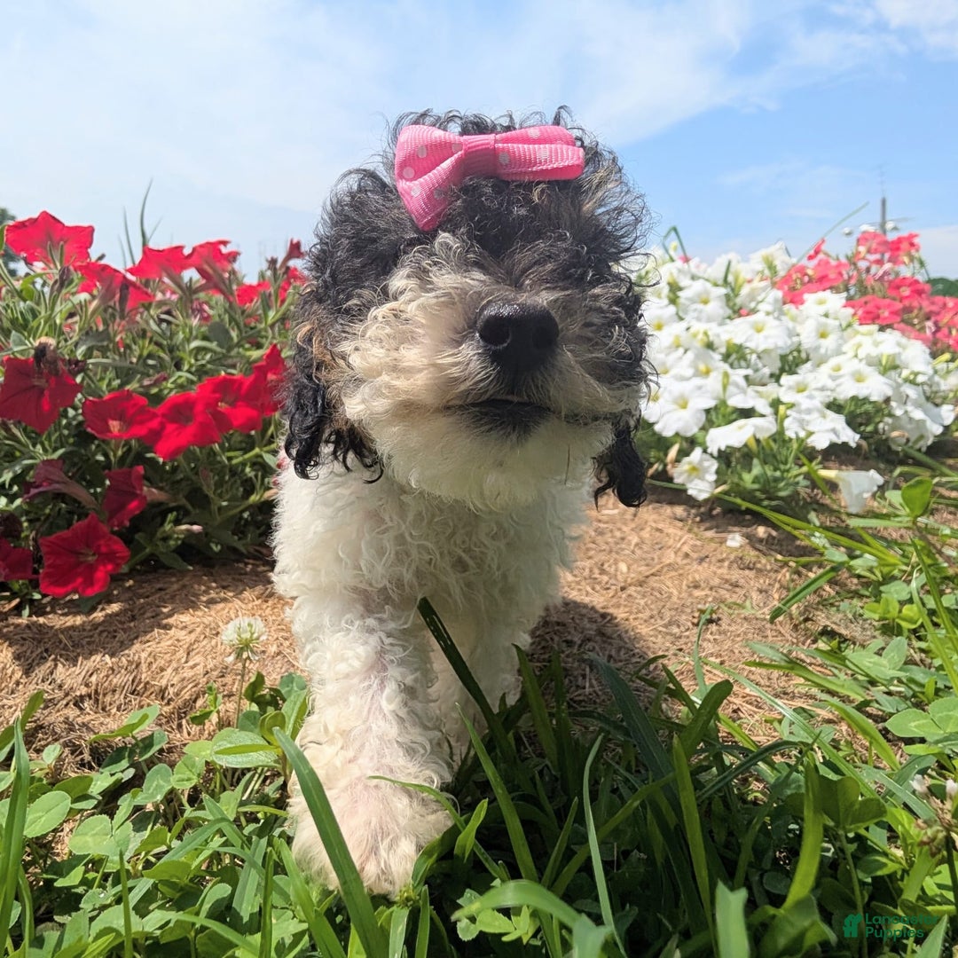 Toy Poodle dogs for sale: Sunshine - Ad 6