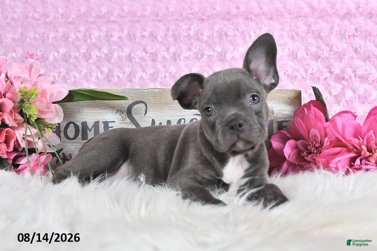 Frenchton dogs Lonny - Ad 1
