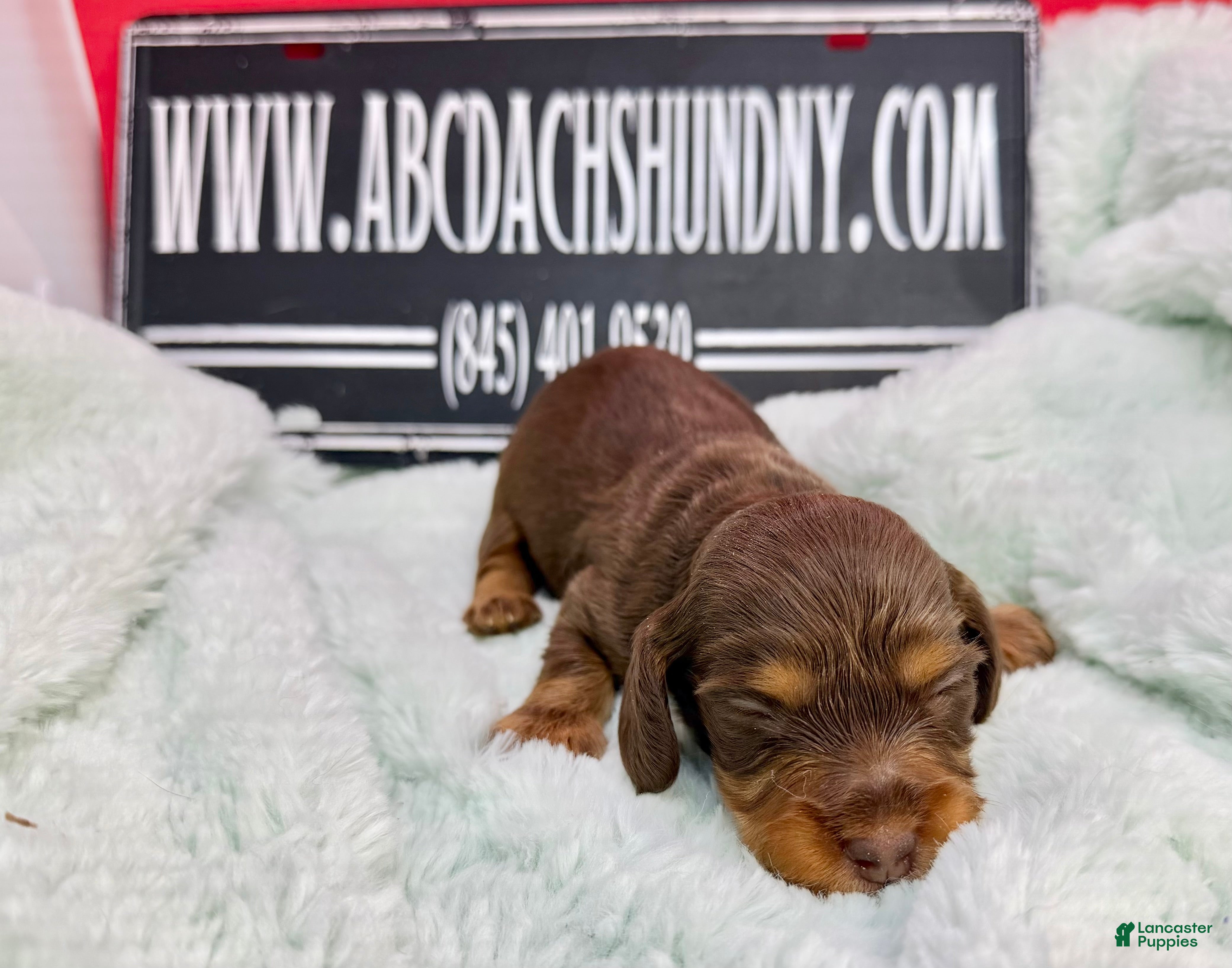 Dachshund dogs Uno chocolate import - Ad 13