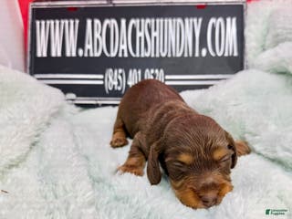 Dachshund dogs Uno chocolate import - Ad 36