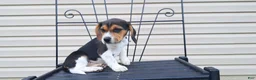 Beagle dogs for sale: Hazel - Ad 5