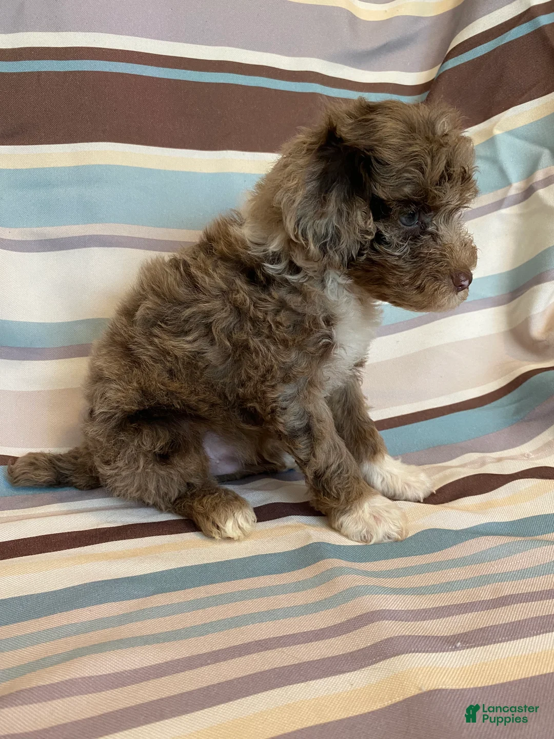 Mixed Breed dogs for sale: Male Mini Poodle - Ad 2