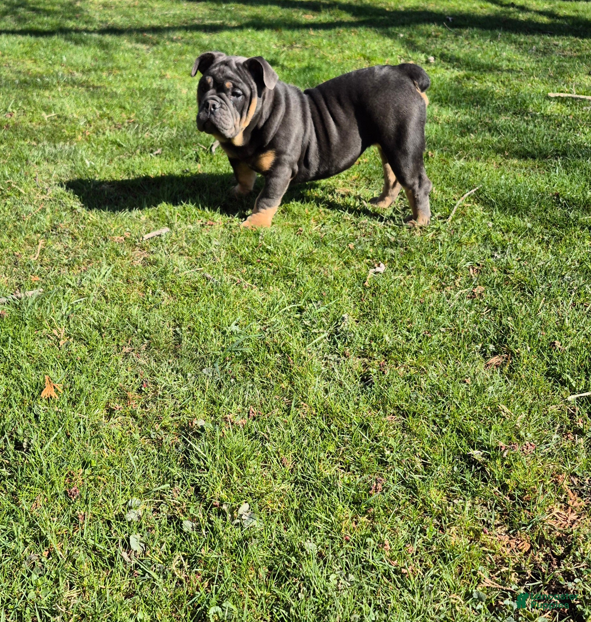 Olde English Bulldogge dogs Luna - Ad 1