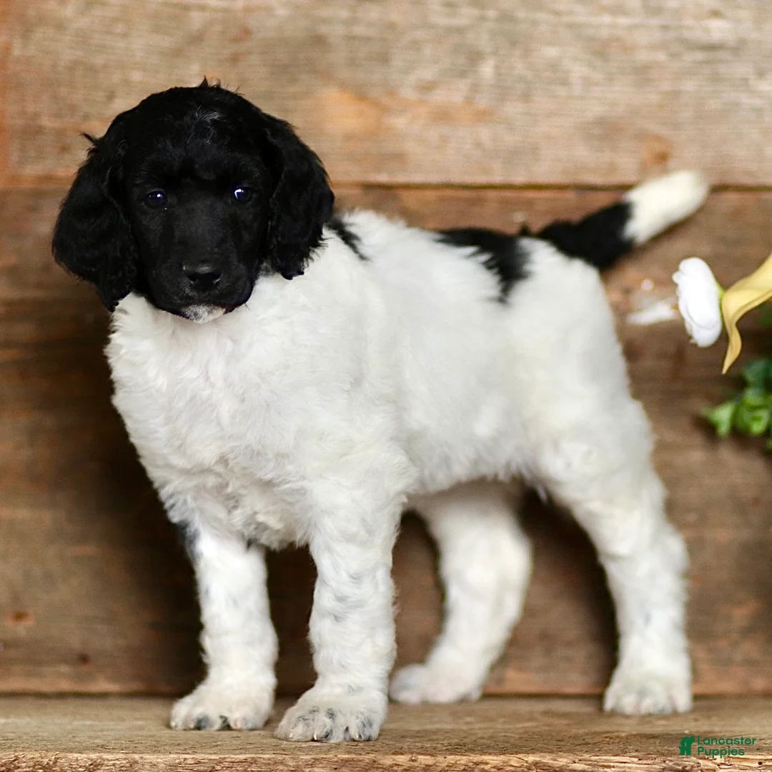 Standard Poodle dogs for sale: Tasha - Ad 1