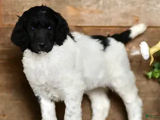 Standard Poodle dogs for sale: Tasha - Ad 3