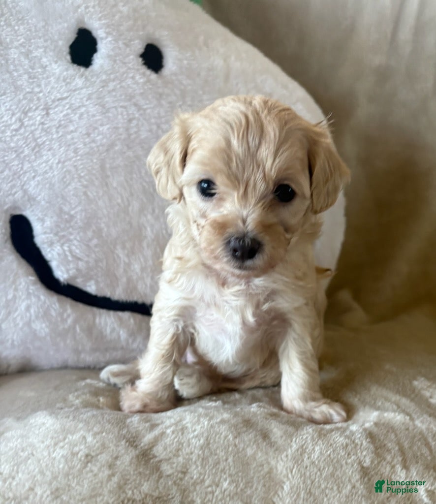 Maltipoo dogs for sale: Maple - Ad 2