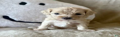 Maple