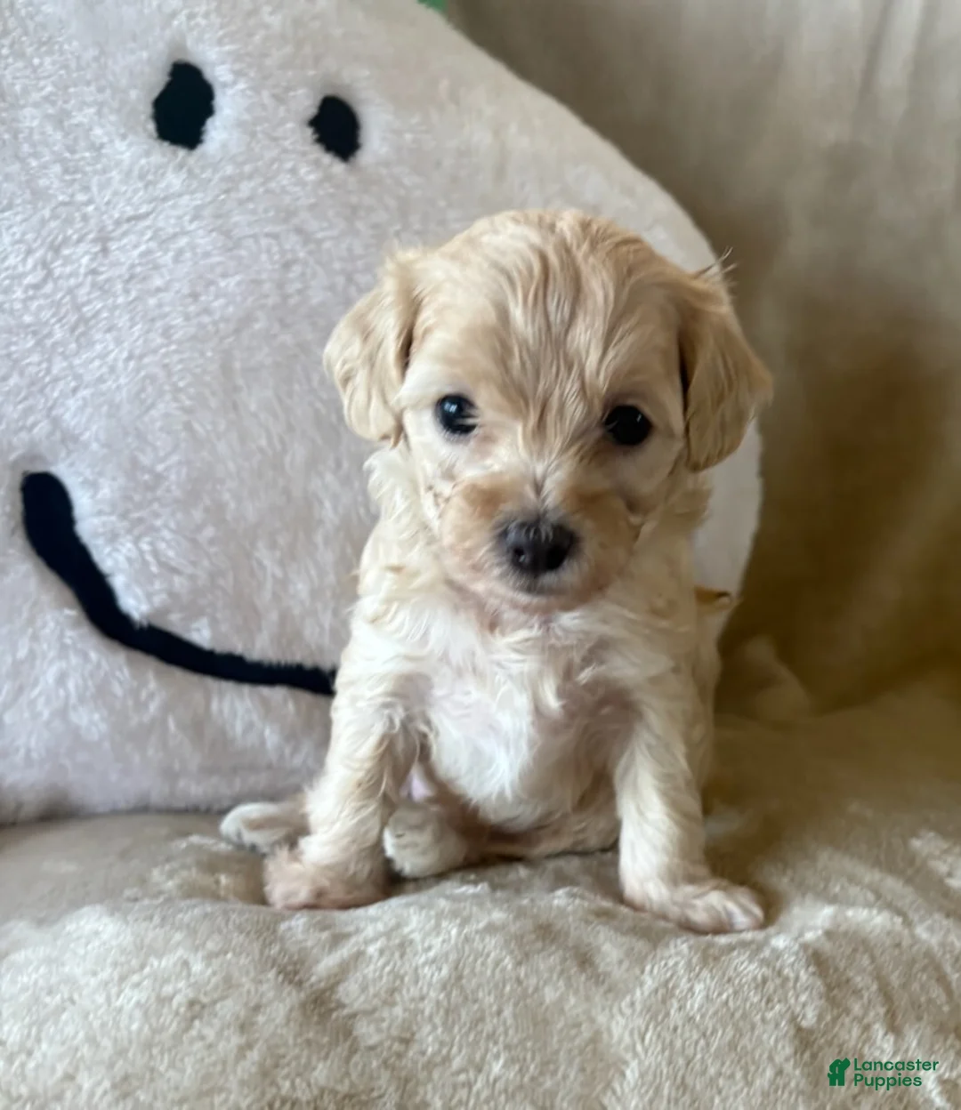 Maltipoo dogs for sale: Maple - Ad 1