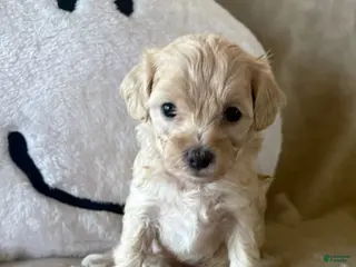 Maltipoo dogs for sale: Maple - Ad 2