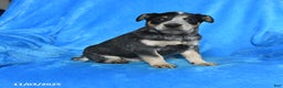 Australian Cattle Dog dogs for sale: Tucker - Ad 2