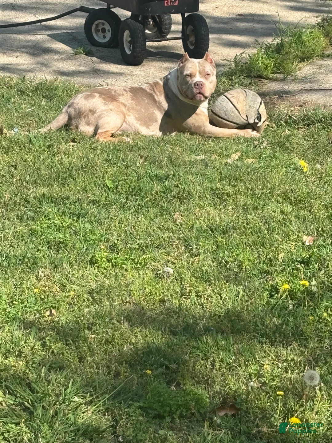 American Bully dogs for sale: American Bully Puppy 4 - Ad 2