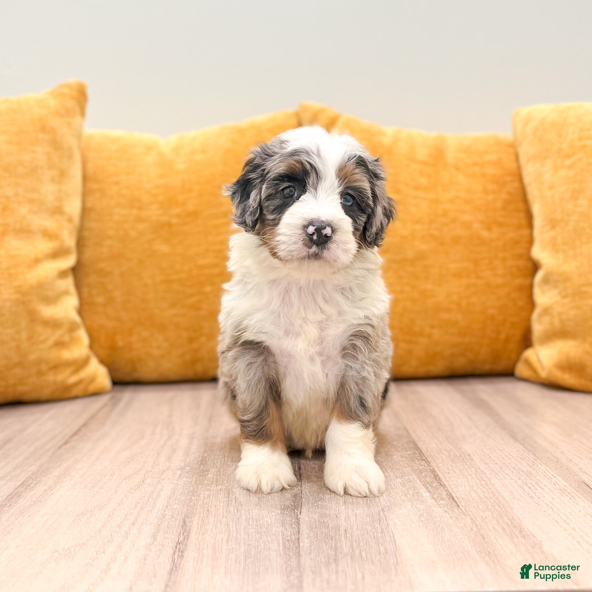 Mini Bernedoodle dogs Hank - Ad 1