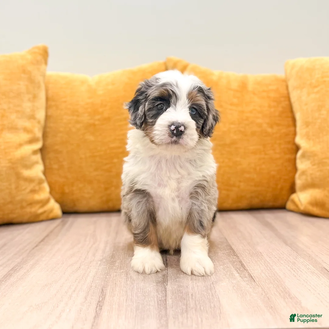 Mini Bernedoodle dogs for sale: Hank - Ad 1