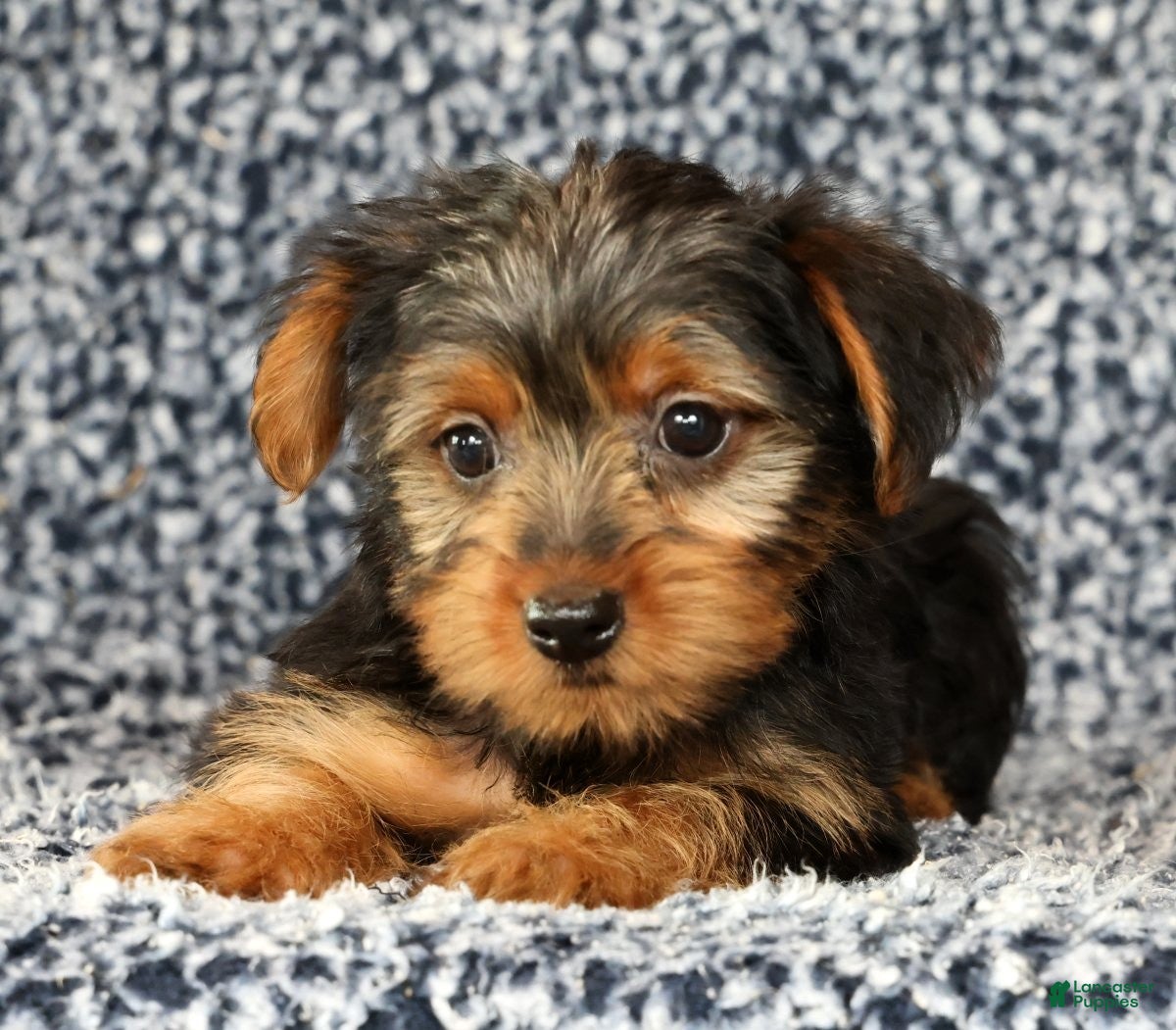 Yorkshire Terrier dogs Adaline - Ad 1