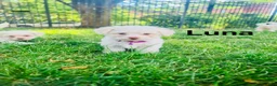 Bichon Frise dogs for sale: Bichon Frise 1 - Ad 1