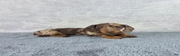 Miniature Dachshund dogs for sale: Missy - Ad 6
