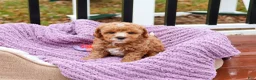 Cavapoo dogs for sale: Cici - Ad 15