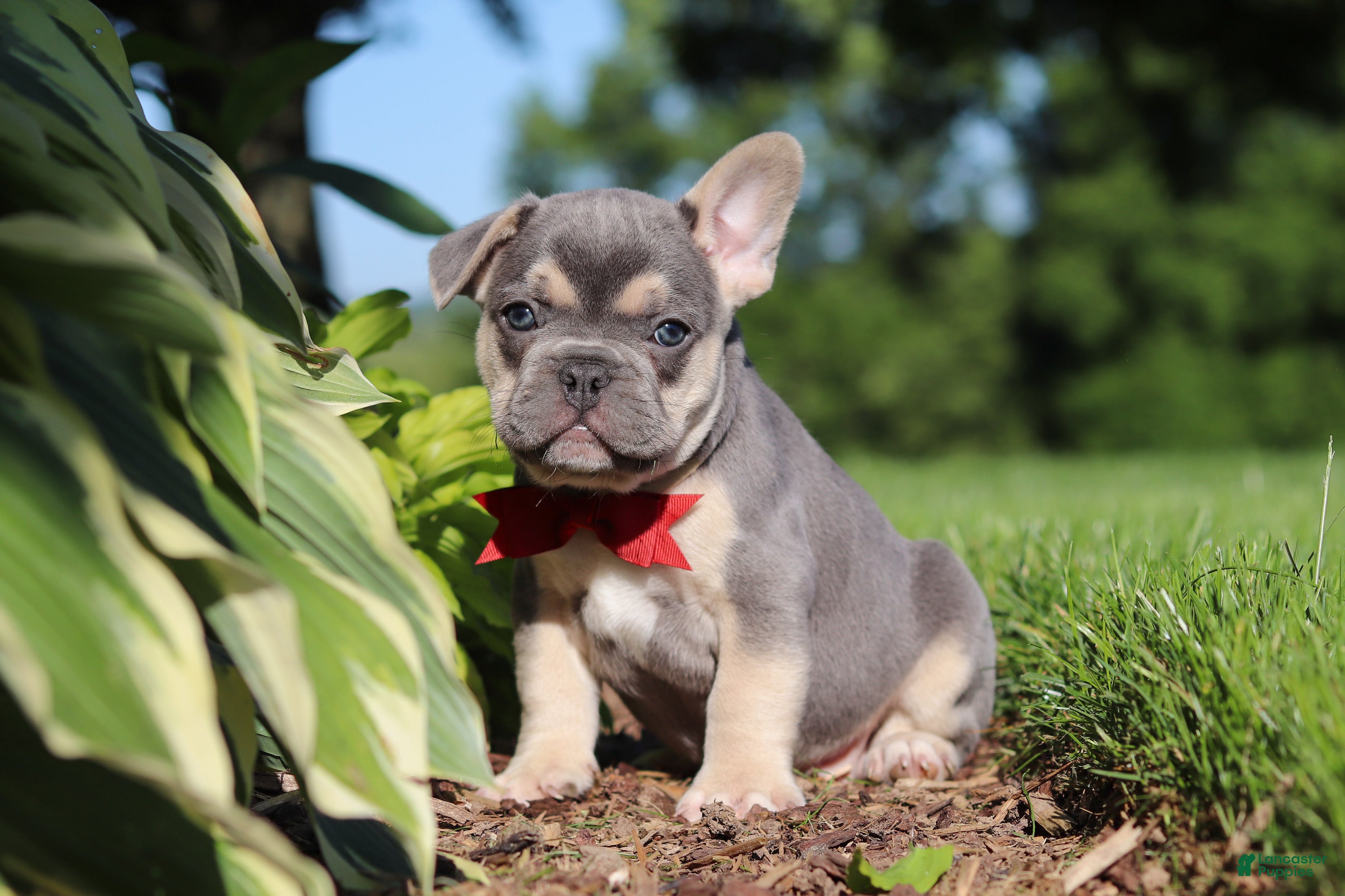 French Bulldog dogs for sale: Parker - Ad 1