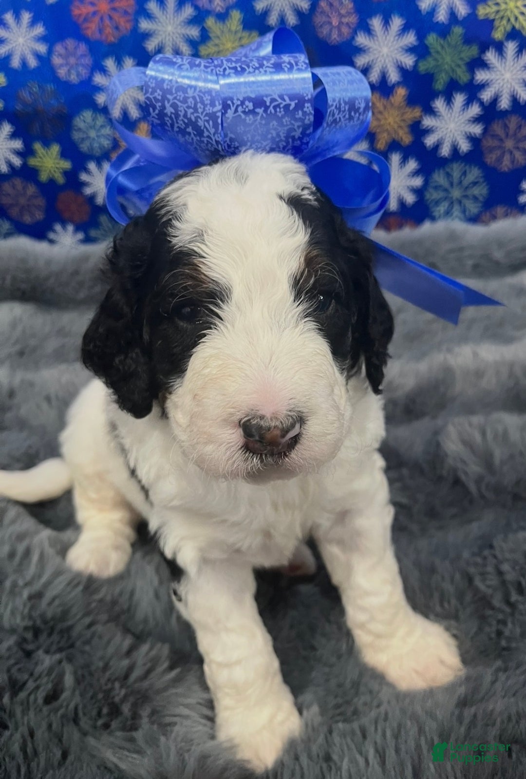 Bernedoodle dogs for sale: Rocky - Ad 2
