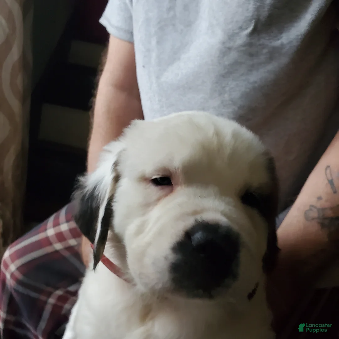 Saint Bernard dogs for sale: Saint Bernard Puppy 8 - Ad 1