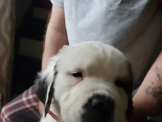 Saint Bernard dogs Saint Bernard Puppy 8 - Ad 22