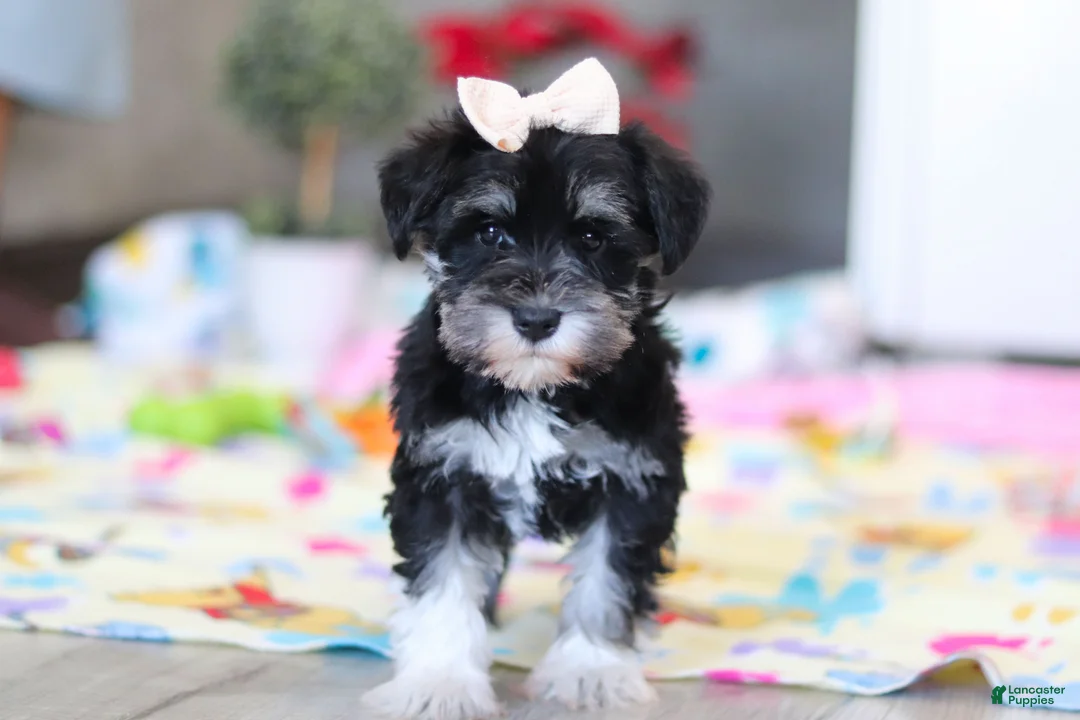 Miniature Schnauzer dogs for sale: Ellie - Ad 1