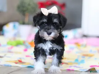 Miniature Schnauzer dogs Ellie - Ad 7
