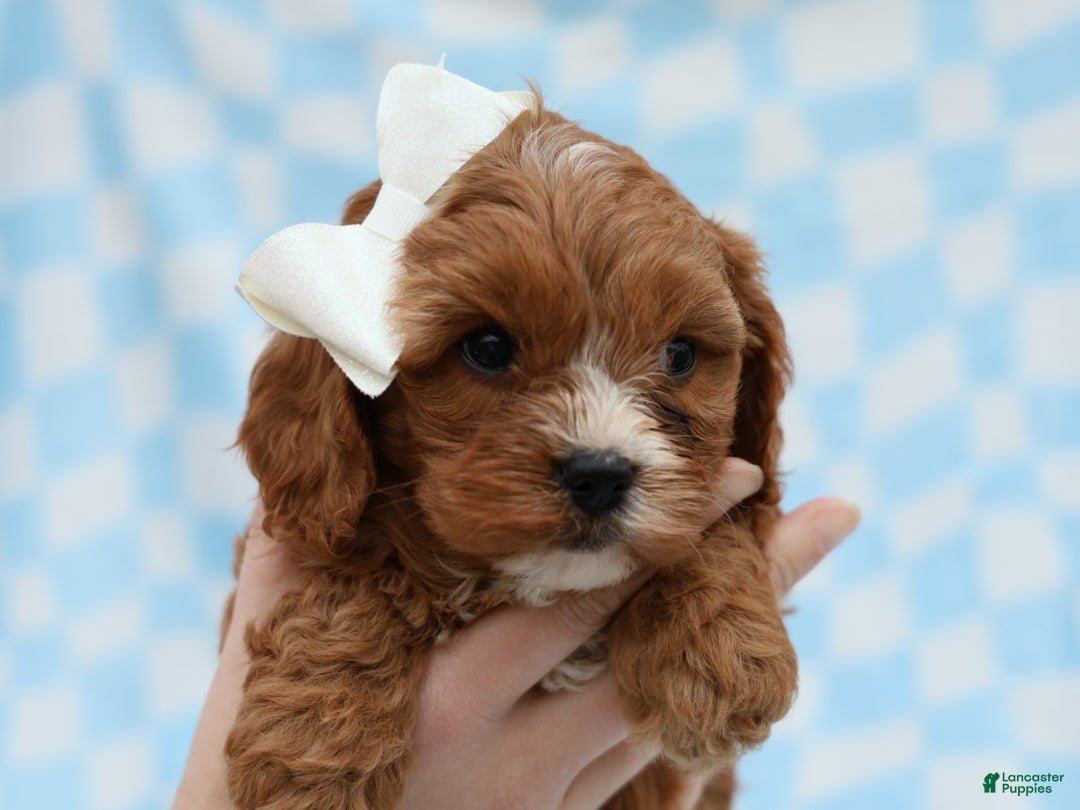 Cavapoo dogs for sale: Parker Cavapoo Puppy - Ad 5