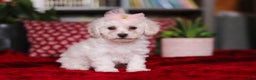 Bichon Frise dogs for sale: Rosie - Ad 5