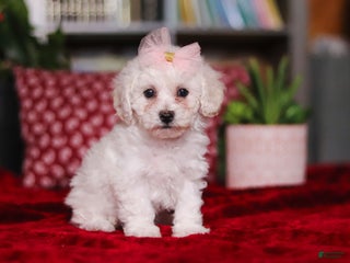 Bichon Frise dogs Rosie - Ad 10