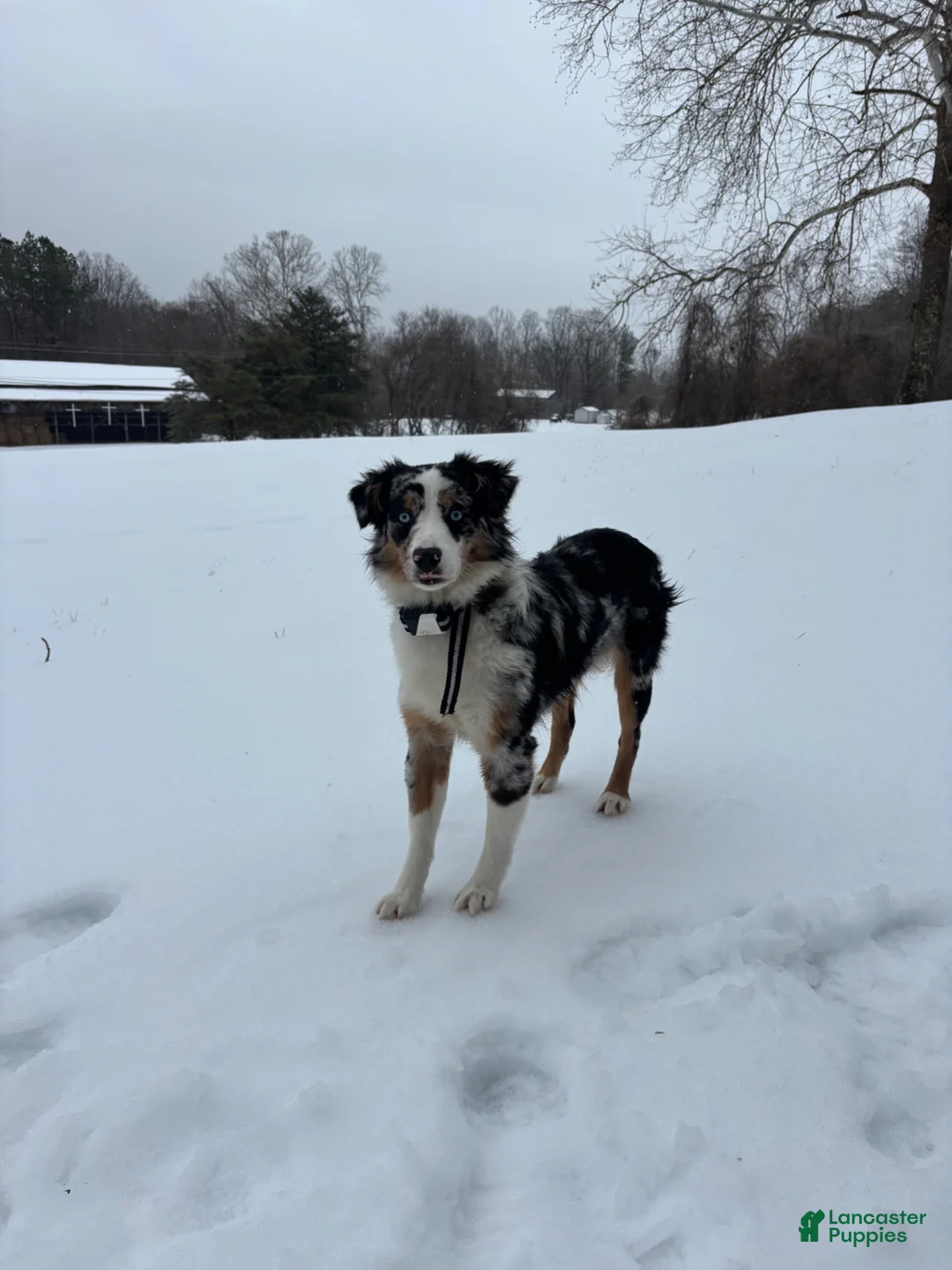Miniature Australian Shepherd dogs for sale: Remy  - Ad 1