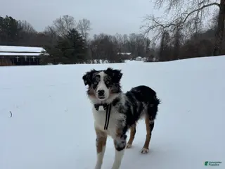 Miniature Australian Shepherd dogs Remy - Ad 26