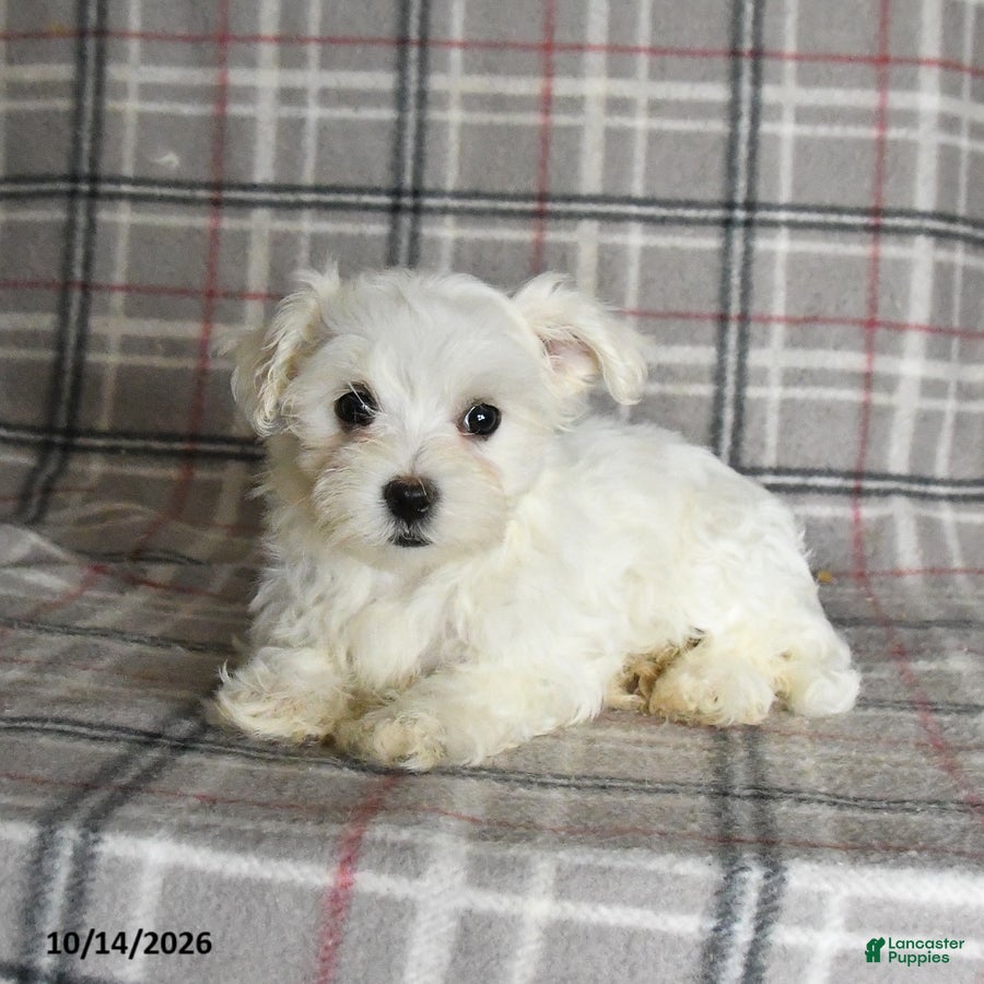 Maltese dogs Paige - Ad 2
