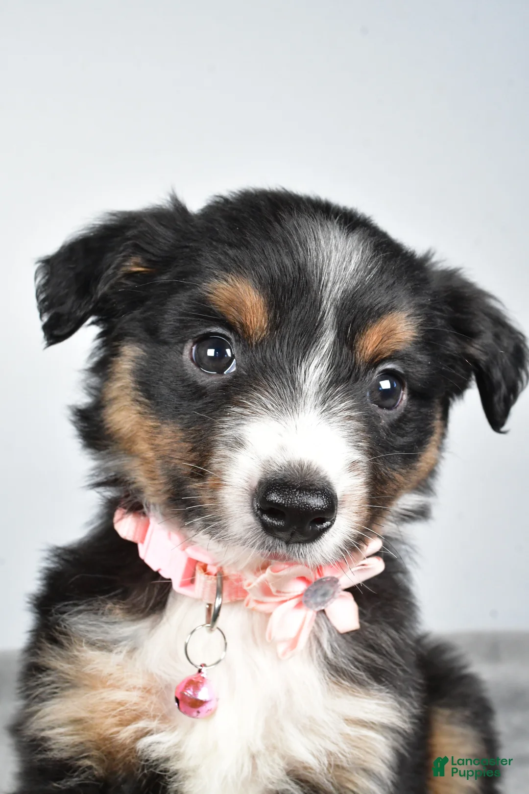Miniature Australian Shepherd dogs for sale: Olympia - Ad 3