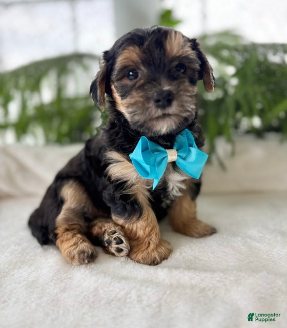Morkie dogs Jace - Ad 1