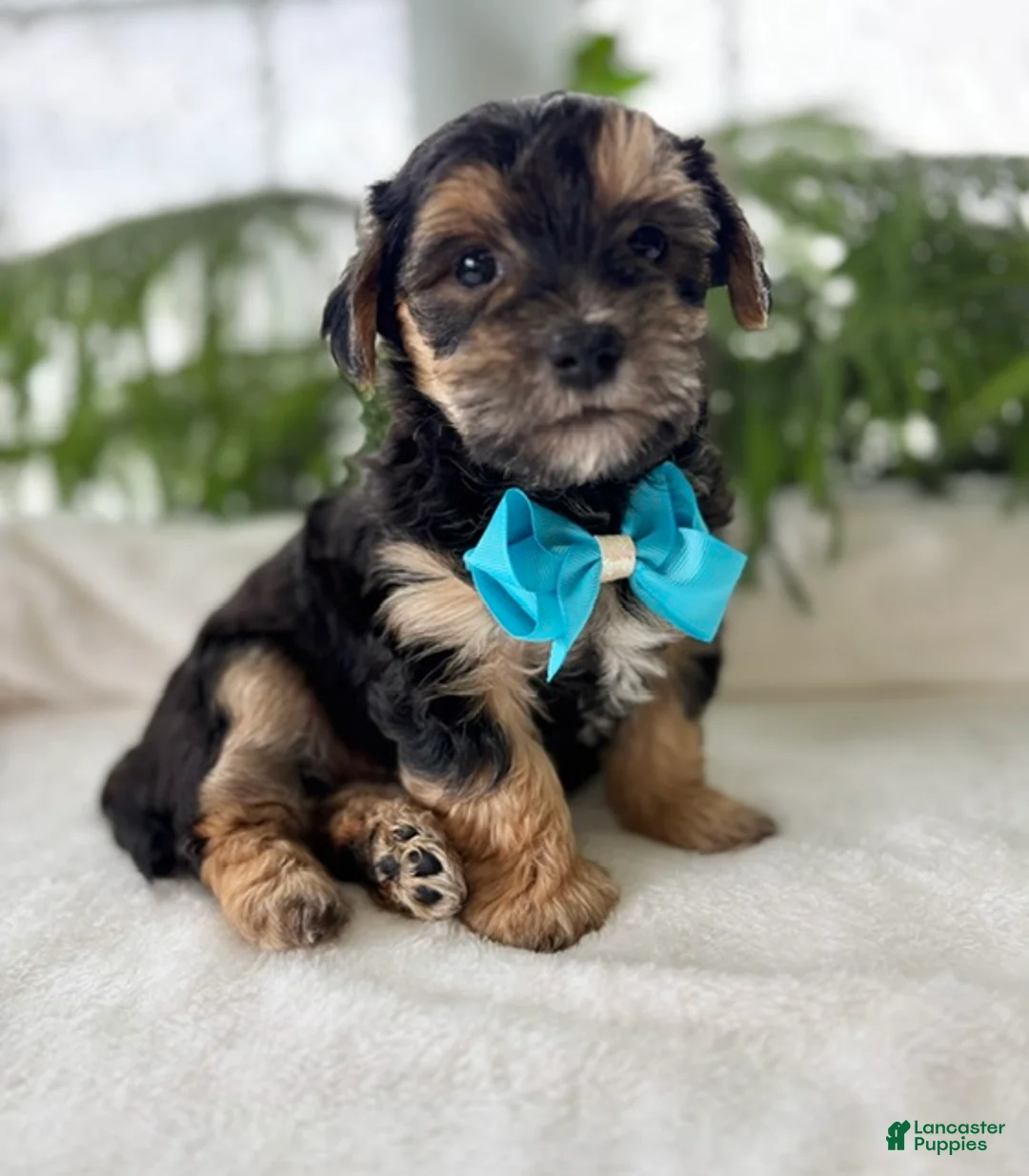Morkie dogs for sale: Jace - Ad 1